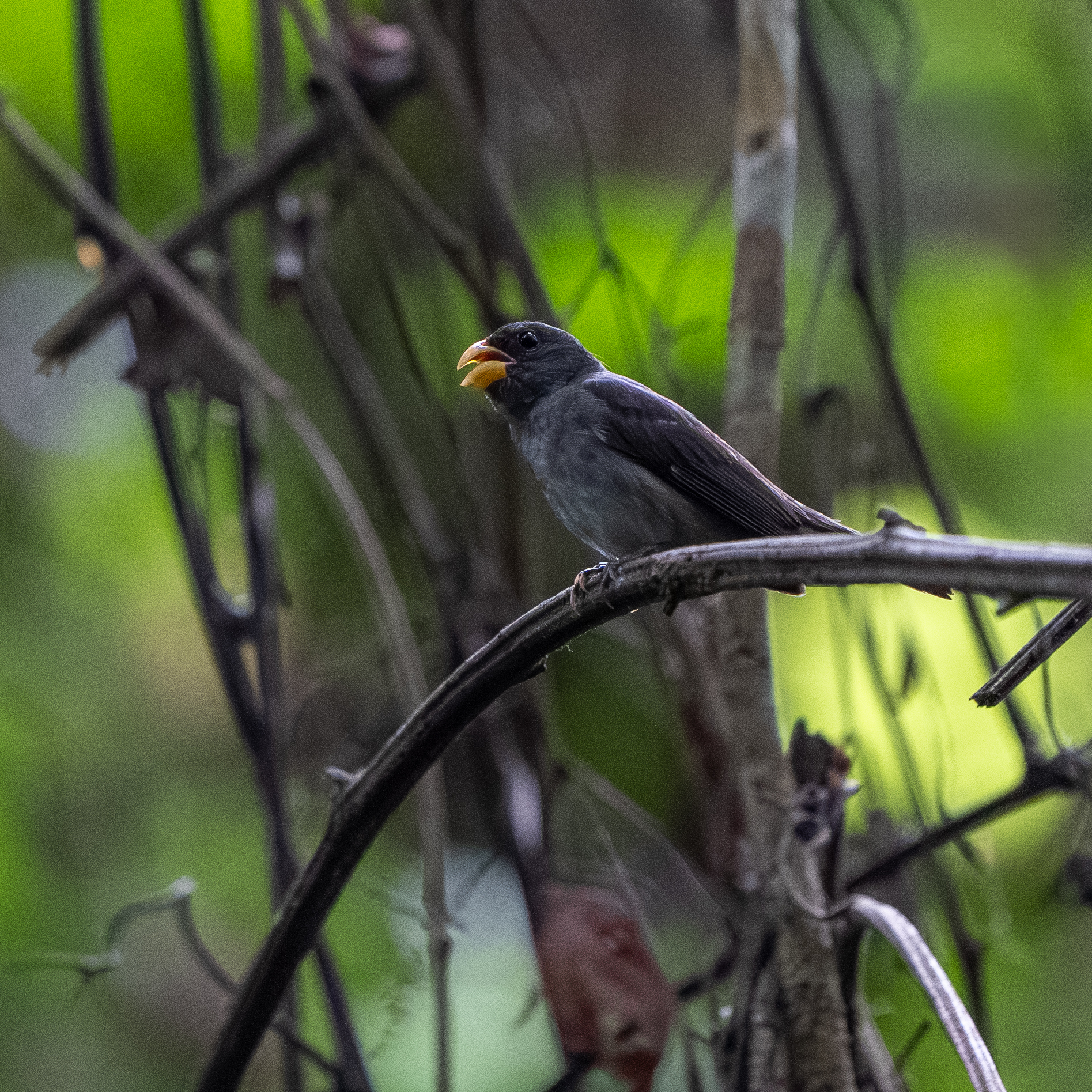 Slate-colored Seedeater (Sporophila schistacea), photo 8