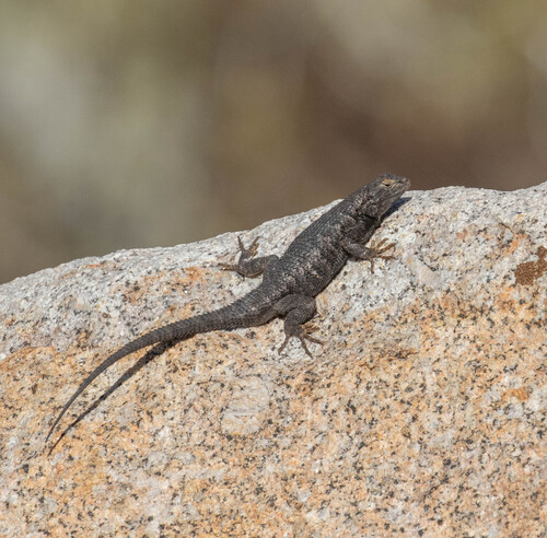 iNaturalist observation photo of Western Fence Lizard
