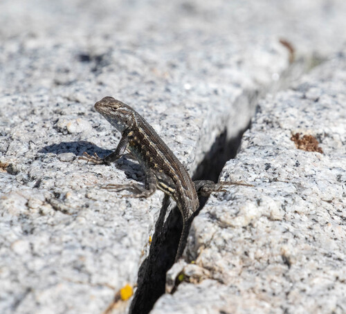 iNaturalist observation photo of Common Sagebrush Lizard