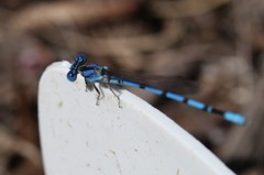 Argia nahuana