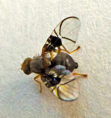 Spectacled Berry Fly