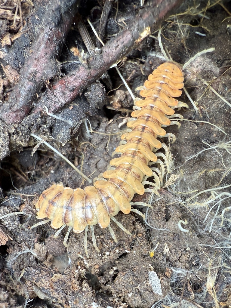Motyxia pior