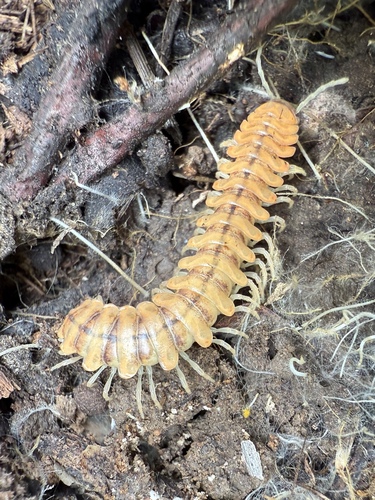 Motyxia pior