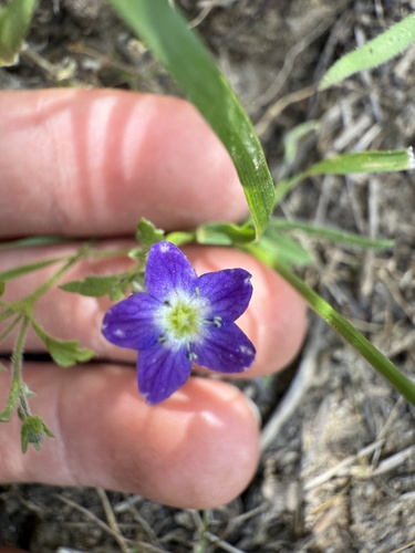 Eastwood's baby blue eyes (Nemophila pulchella)