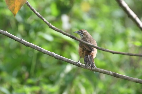 Moustached Grass Warbler (Melocichla mentalis), photo 10