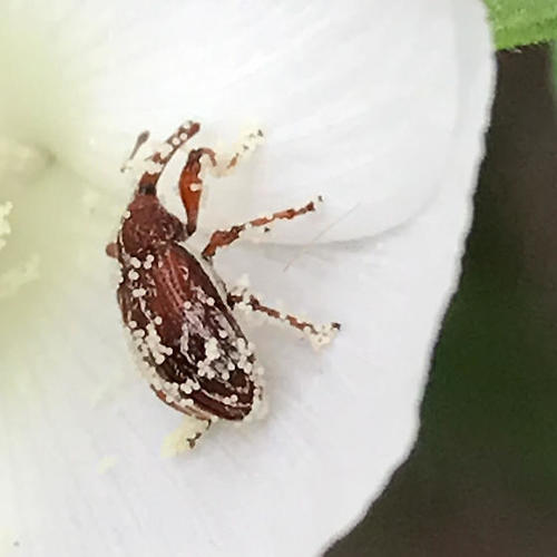 Red Winecup Weevil photo 5