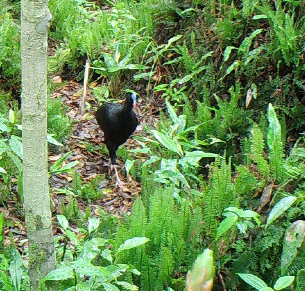 Sira Curassow