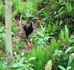 Sira Curassow photo 1