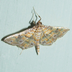 Ommatospila narcaeusalis
