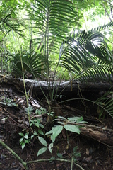 Ceratozamia