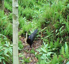Sira Curassow photo 2