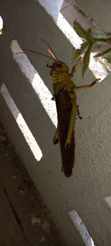 Violet-winged Grasshopper