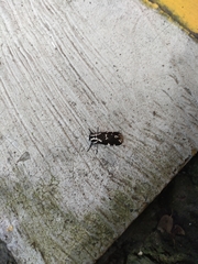 Hypercompe andromela