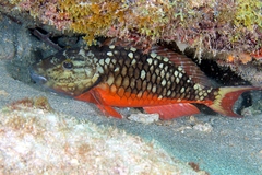 Stoplight Parrotfish photo 3