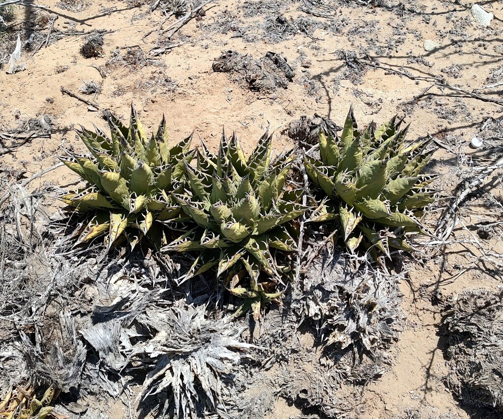 Agave margaritae, 23740 San Carlos, BCS, Mexico