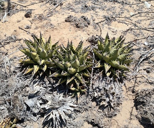 Agave margaritae