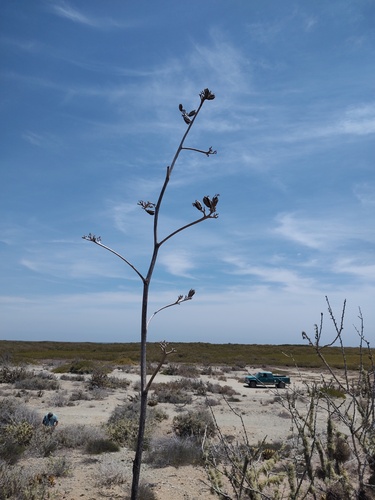 Agave margaritae