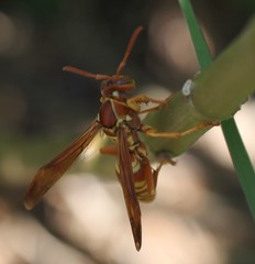 Polistes apachus texanus