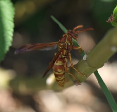 Polistes apachus texanus