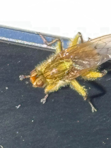 Unknown species found near S Hanson Ave, Moscow, ID, US