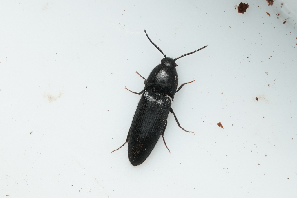 black click beetle