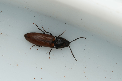 Click beetle