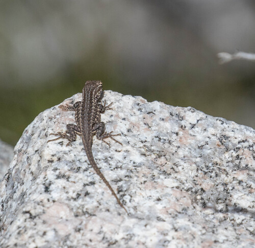iNaturalist observation photo of Common Sagebrush Lizard