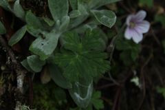 Geranium holosericeum
