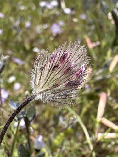 Image of Trifolium albopurpureum by (c) Matt Berger, some rights reserved (CC BY)