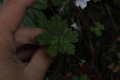 Geranium holosericeum