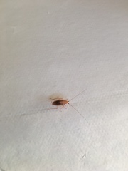Ectobius pallidus