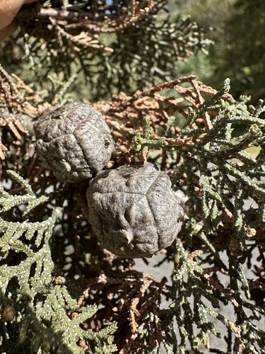 Image of Hesperocyparis nevadensis by (c) Matt Berger, some rights reserved (CC BY)