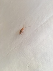 Ectobius pallidus