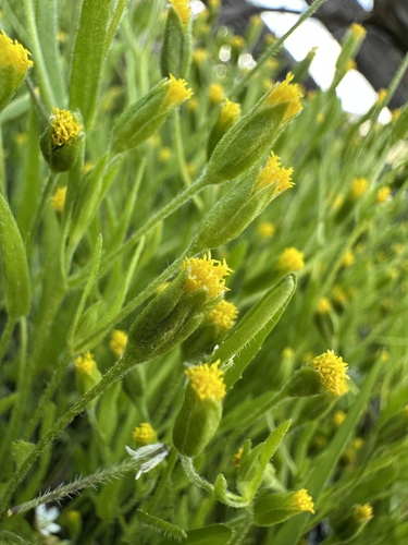 Image of Lasthenia microglossa by (c) Matt Berger, some rights reserved (CC BY)