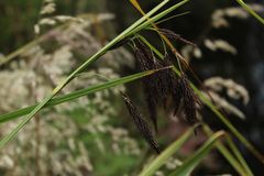 Carex pichinchensis
