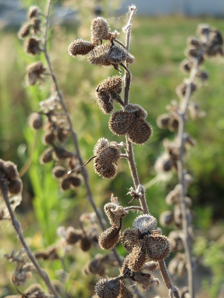 Houndstongue (Black Hills Invasive Plant Guide) · iNaturalist