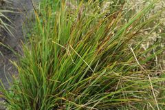 Carex pichinchensis