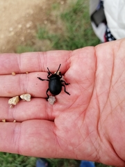Timarcha tenebricosa
