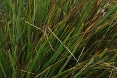Carex pichinchensis