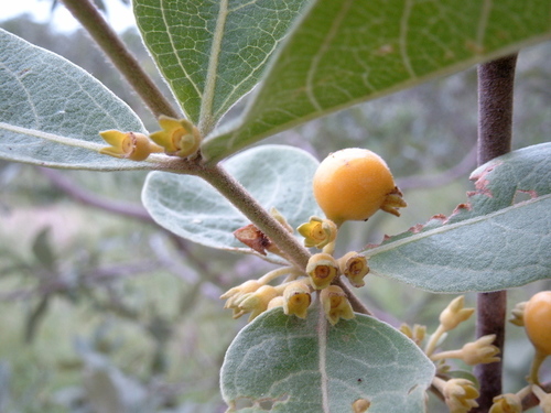 Vangueria agrestis