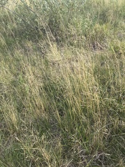 Agrostis aequivalvis