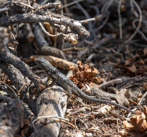iNaturalist observation photo of Western Fence Lizard