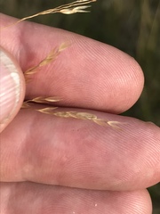 Agrostis aequivalvis