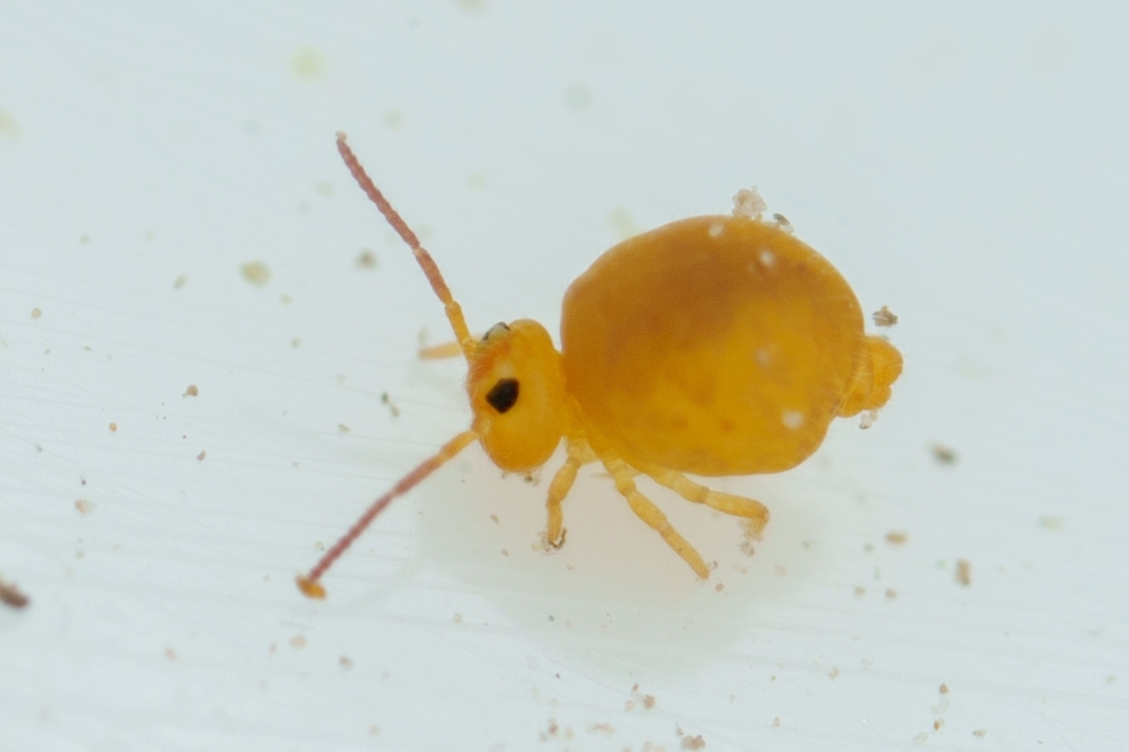 Bourletiella arvalis