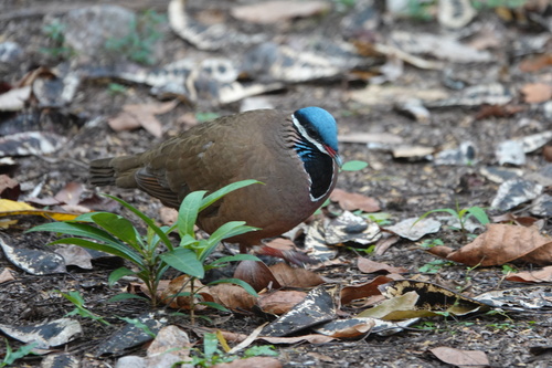 Blue-headed Quail-Dove