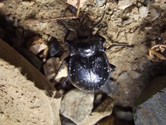 Gyriosomus curtisi