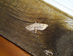 Parapoynx allionealis