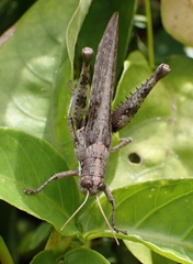 Schistocerca quisqueya