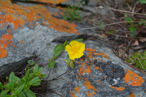 Helianthemum arcticum