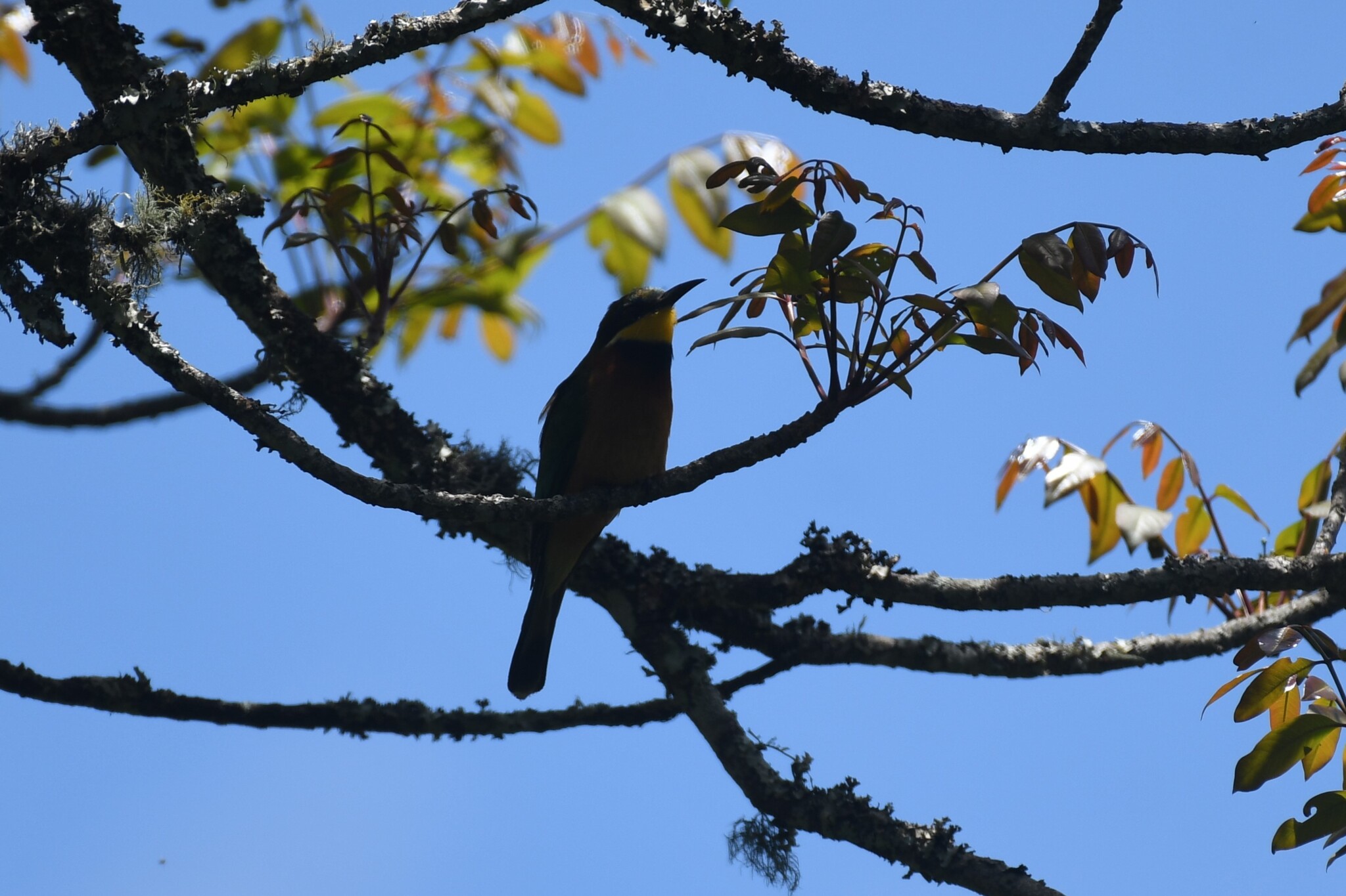 Cinnamon-chested Bee-eater (Merops oreobates), photo 7